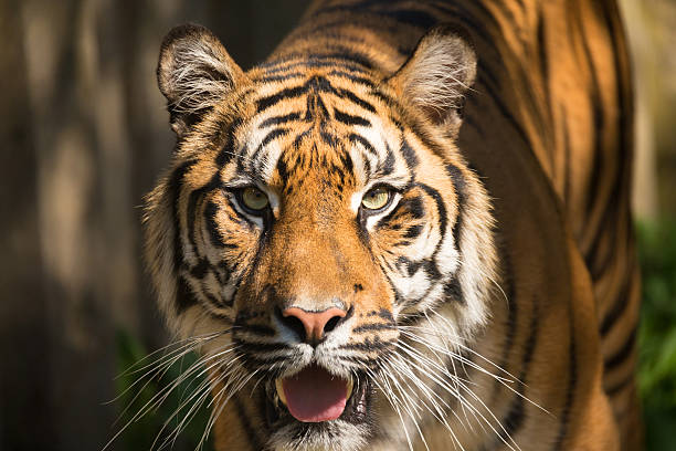 istock Sumatran Tiger, Panthera tigris sumatrae 601375878