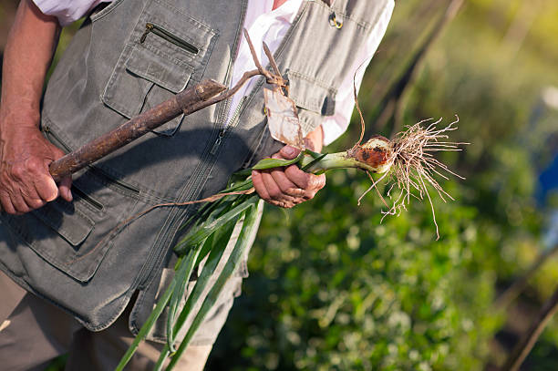 istock Farmer holding green onions in vegetable garden 601376148