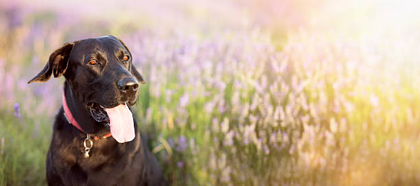 Happy dog banner