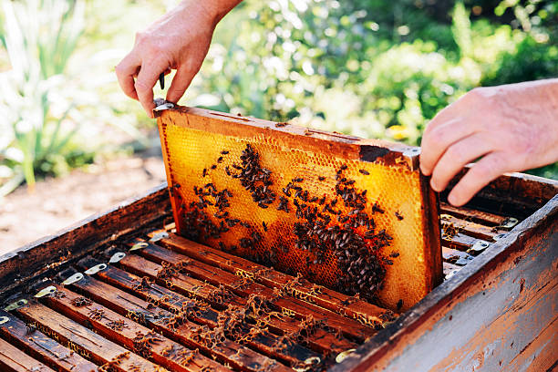 蜂の巣のフレーム。蜂蜜を収穫養蜂家。 - beehive rural scene bee outdoors ストックフォトと画像