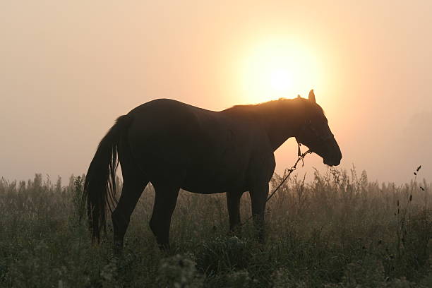istock sunrise with the horse 601377442