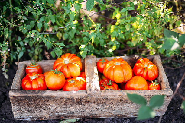 istock Assorted tomatoes in brown paper bags. 601377628