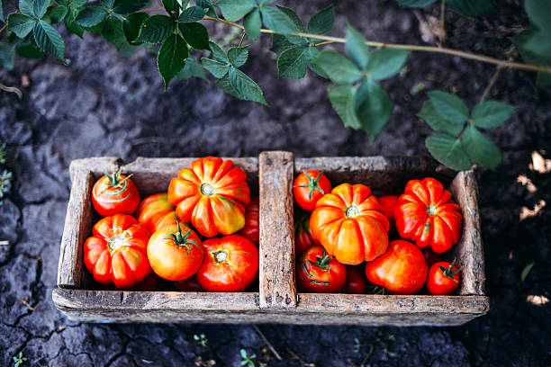 istock Assorted tomatoes in brown paper bags. 601377822