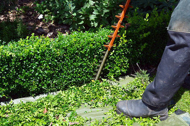 istock Gardener trimming plants in a garden with a trimmer. 601377952