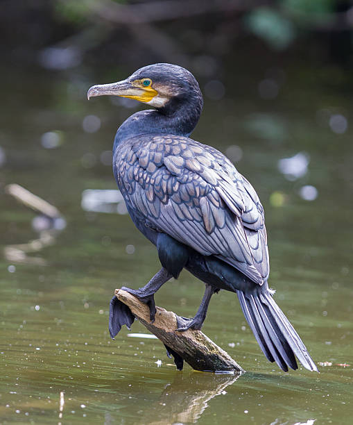 istock Cormorant, single bird perched on branch 601378688