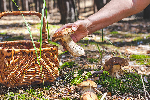 istock Female hand holding big boletus in forest clearings 601378788