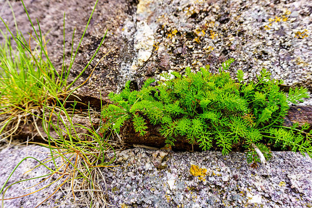 istock Coastal grasses growing on sea wall 601379456
