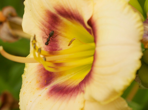 Daylily with Ant