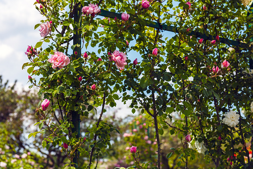 Bush of beautiful climbing roses in a garden. Filtered shot