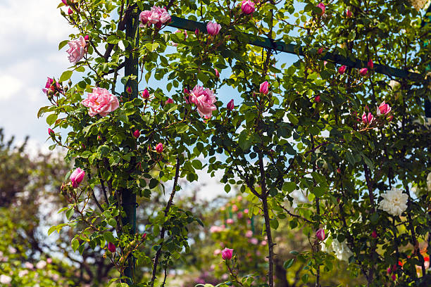 Bush of beautiful roses in a garden stock photo