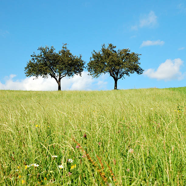 verano en el campo: dos manzanos en el prado - clear sky nobody blade of grass summer fotografías e imágenes de stock