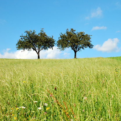 summer in the country: two apple trees in the meadow on a bright sunny day. blue sky and white clouds in the back.