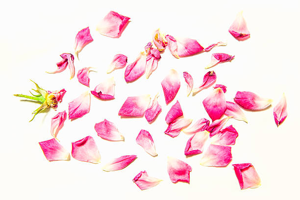 istock Rose petals isolated on white background 601384424