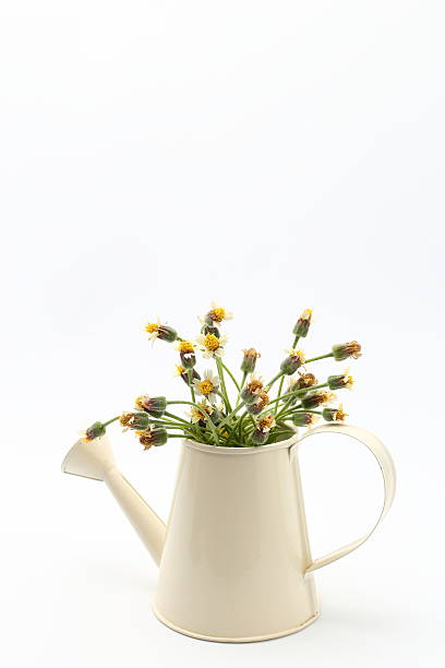 istock beautiful wild flowers with in watering can on white background 601384654