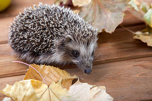 Young hedgehog in autumn leaves Young hedgehog in autumn leaves on the wooden floor bristle animal part photos stock pictures, royalty-free photos & images