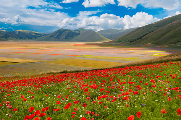 istock Field of poppies 601387038