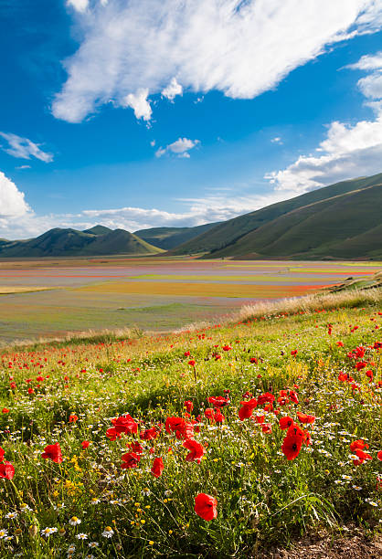 istock Field of poppies 601387116