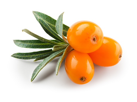 Sea buckthorn isolated on the white. With clipping path..
