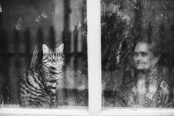 istock Cat in the house on the window 601387662