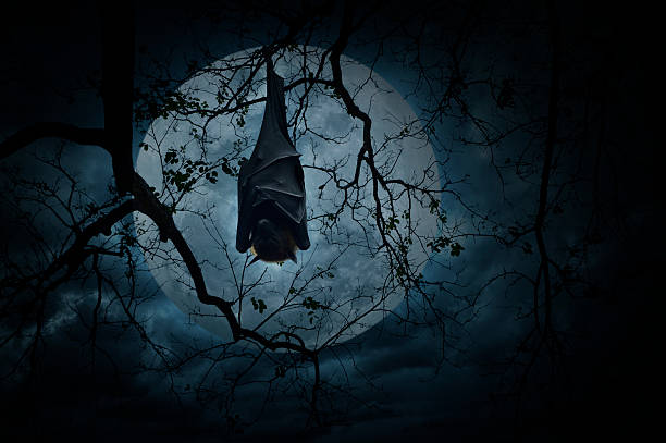 Bat sleep and hang on dead tree over moon and cloudy sky, Spooky background, Halloween concept