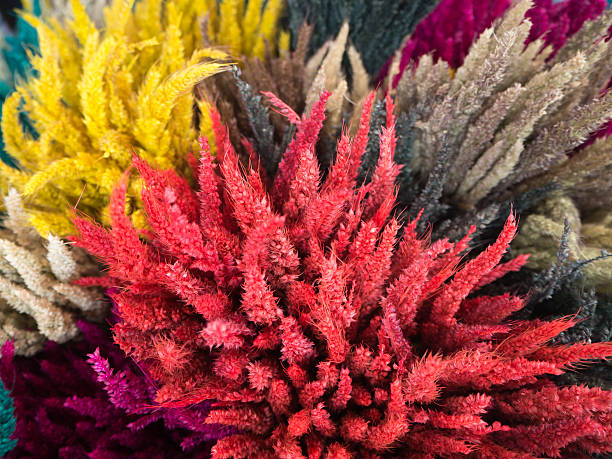 istock close up of dry grass in different colors 601390182