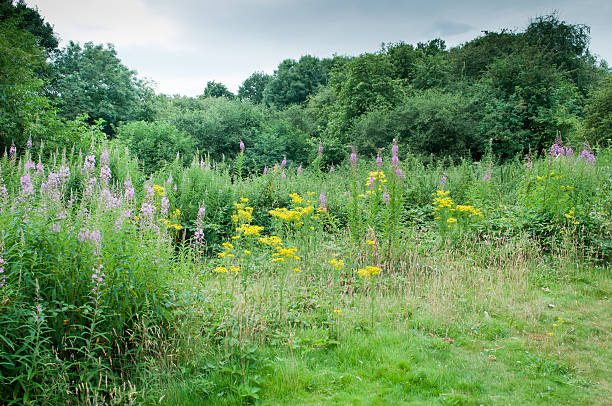 istock summer meadow with wild flowers 601390308