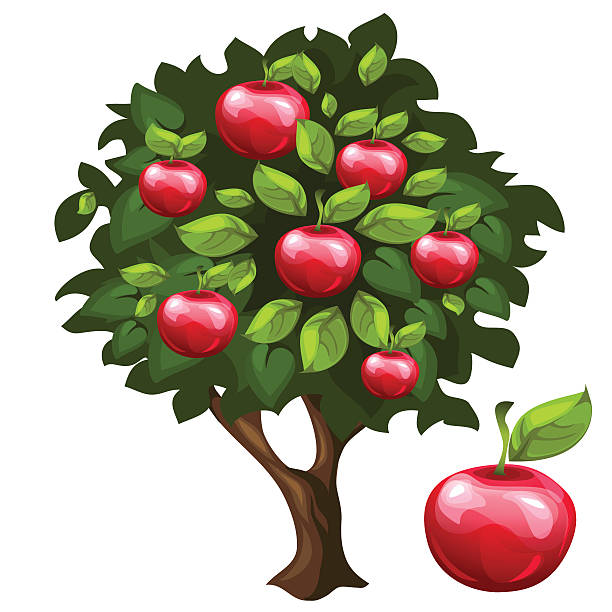 illustrations, cliparts, dessins animés et icônes de pommier aux fruits mûrs dans le style cartoon - orchard flower apple tree tree