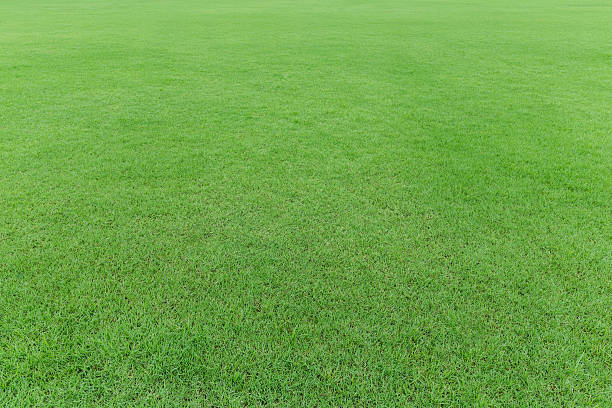 istock nature green grass field 601393198