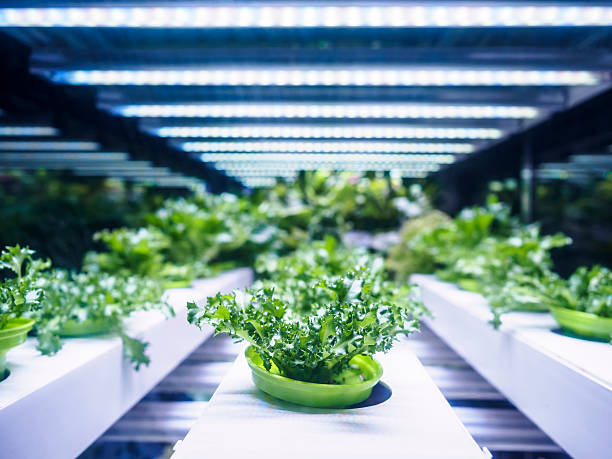 greenhouse plant row grow with led light indoor farm agriculture - hydroponics imagens e fotografias de stock