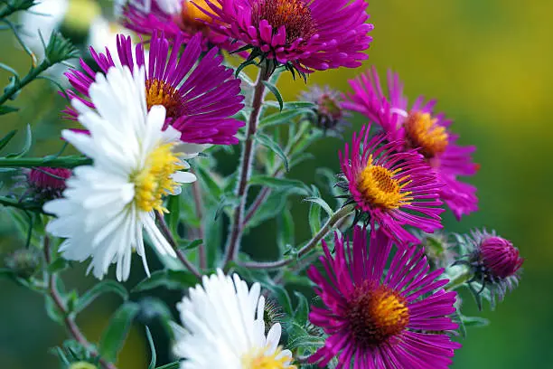 Asters, autumn’s aster and golden rod in the background, Germany, Eifel.