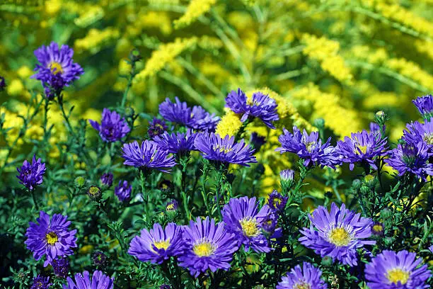 Asters, autumn’s aster and golden rod, Germany, Eifel.