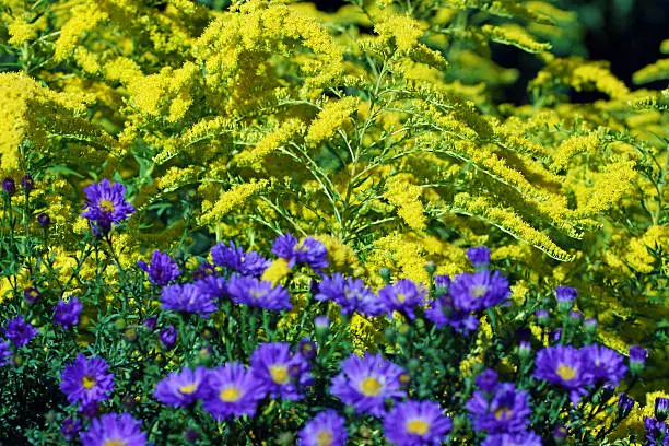 Asters, autumn’s asters and golden rod, Germany, Eifel.