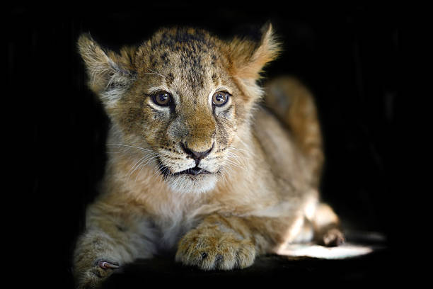 istock Little lion cub on black background 601395980