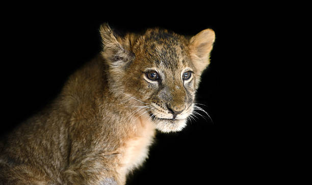 istock Little lion cub on black background 601396082