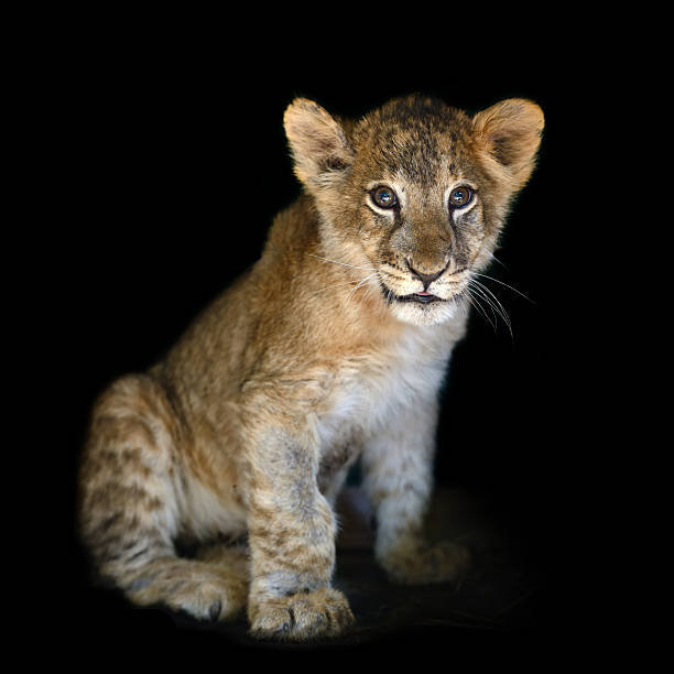 istock Little lion cub on black background 601396156