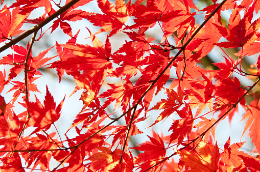 Close up of a young Japanese maple tree