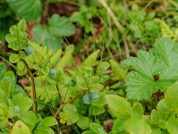 istock Bilberry (Vaccinium myrtillus) in a green sward 601396762