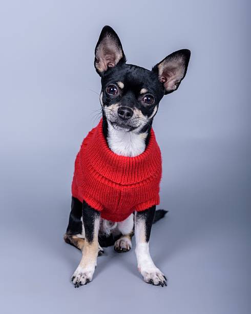 istock Dog on background. taken in a studio. 601397382