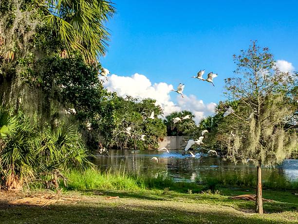 swamp scene with white birds and green trees