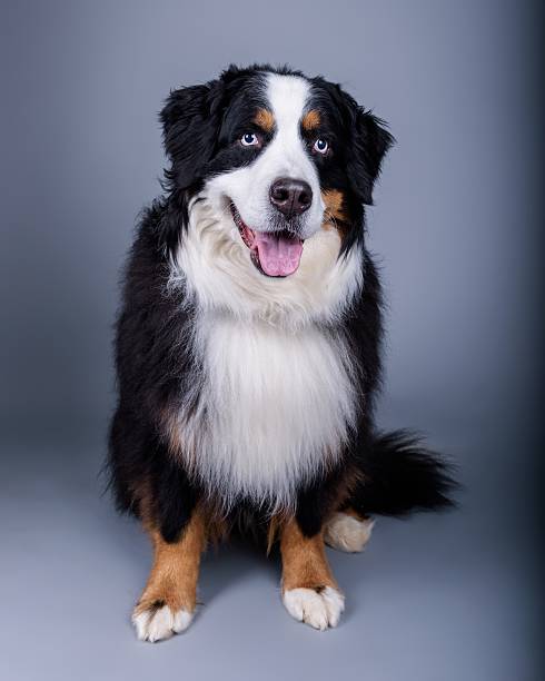 istock Dog on background. taken in a studio. 601397510