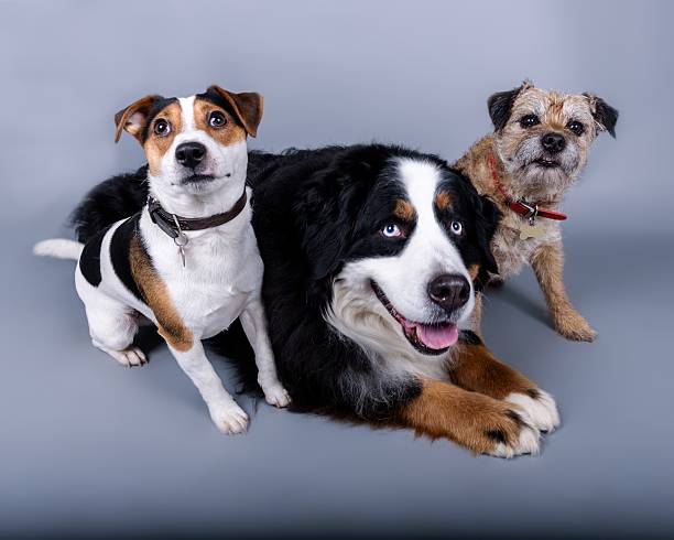 istock Dog on background. taken in a studio. 601397670