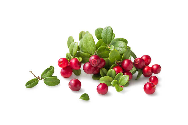 cowberry selvatico con foglie - bearberry foto e immagini stock