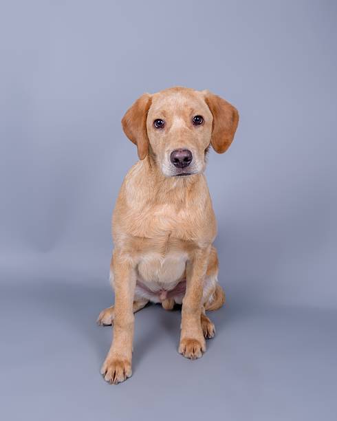 istock Dog on background. taken in a studio. 601398132