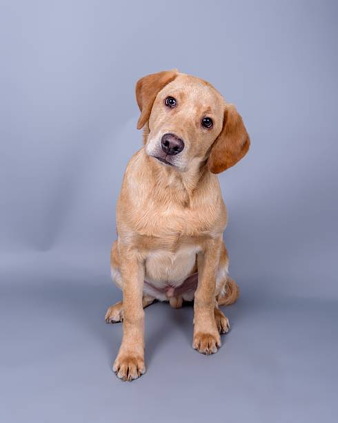 istock Dog on background. taken in a studio. 601398172