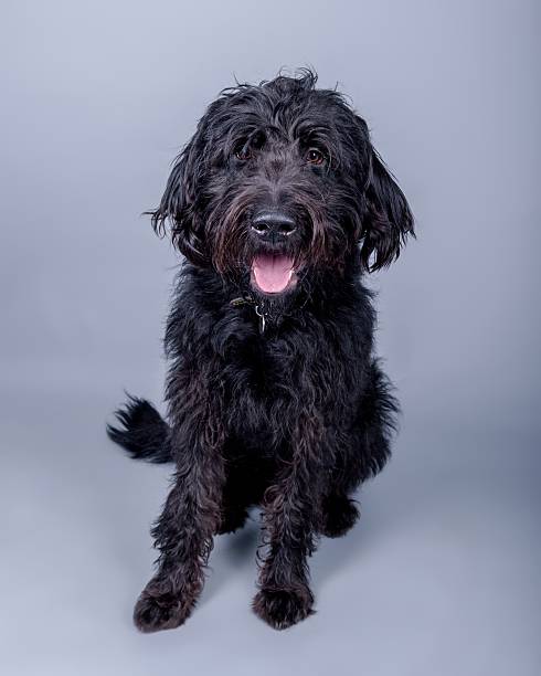 istock Dog on background. taken in a studio. 601398484