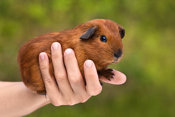 istock hand with little guinea pig 601399544