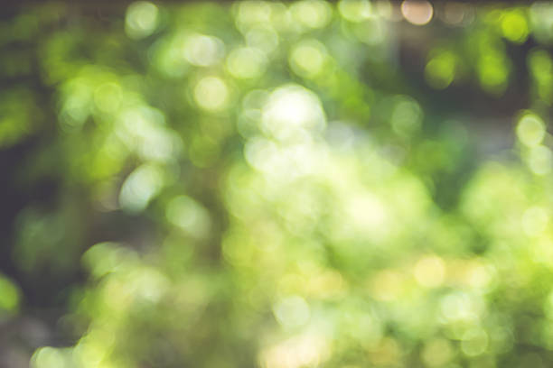 sfondo sfocato, albero astratto verde bokeh luce - parte della pianta foto e immagini stock