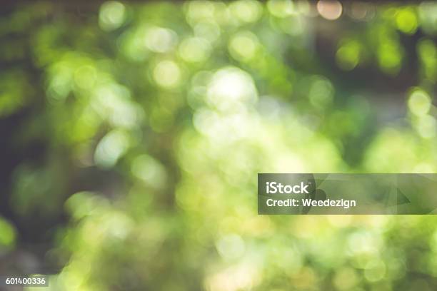 Blurred Background Tree Abstract Green Bokeh Light Stock Photo - Download Image Now