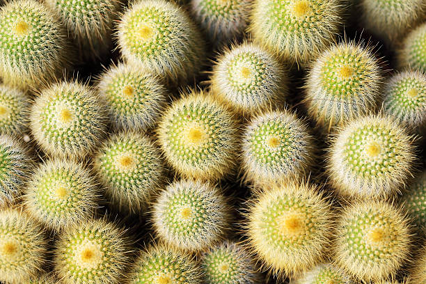 istock pattern of cactus at flower market 601401520