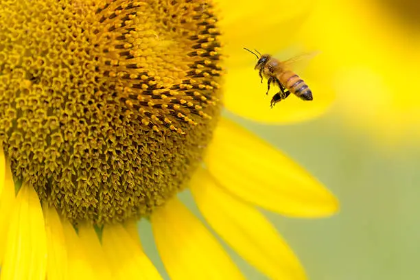 Photo of Sunflower flowers and bees